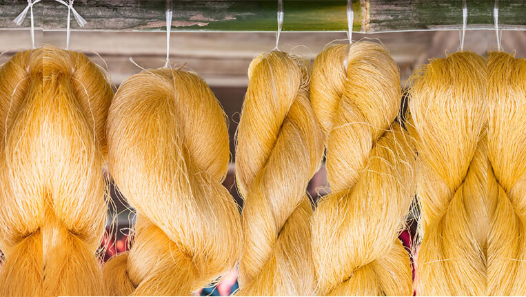Golden Muga Silk, Assam