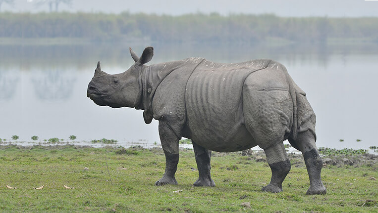 One-horned Rhinos