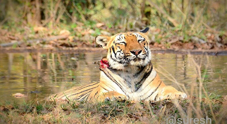 tigress wounded tadoba
