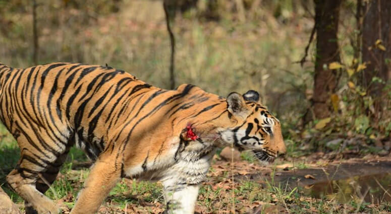 wounded tigress tadoba