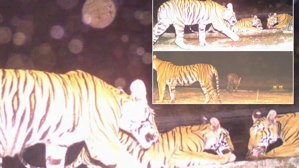 Tigers Caught on Camera For the First Time in Kheoni Wildlife Sanctuary, Madhya Pradesh 