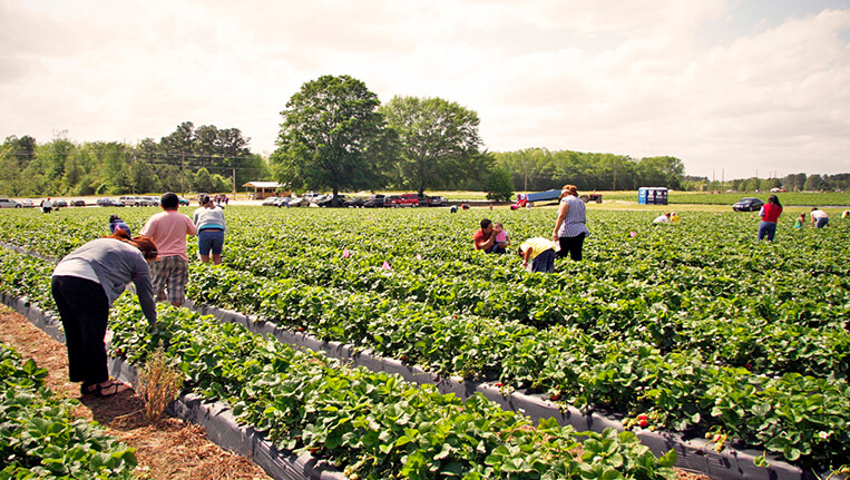 Washington Farms Strawberries, Mahabaleshwar
