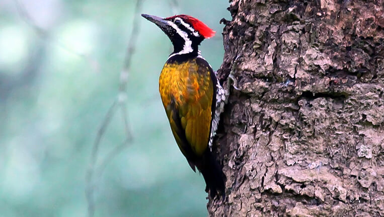 golden backed woodpecker, Radhanagari Bison Sanctuary
