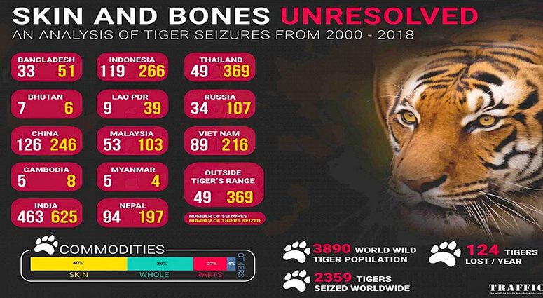 Tiger Skin and Bone Unresolved