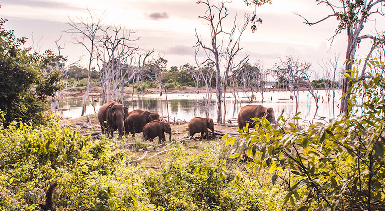 Yala National Park- To Experience An Unmatched Jungle Nightlife