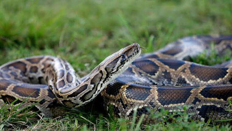18 foot Burmese Python
