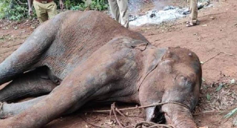 Kerala Horror: Pregnant Elephant Death