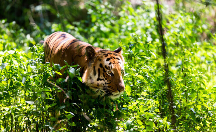 Jim Corbett National Park