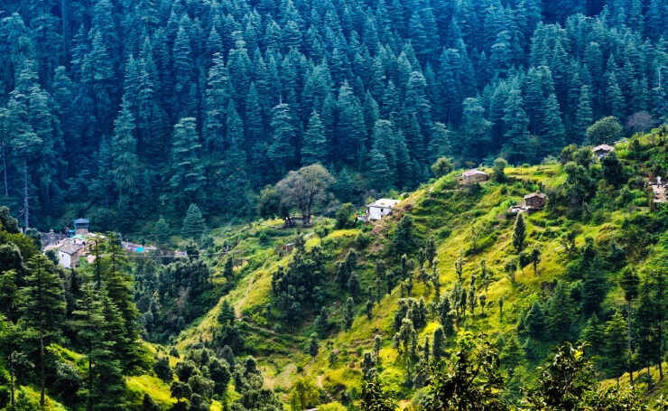 Ranikhet-beautiful-view-of-pine-forest