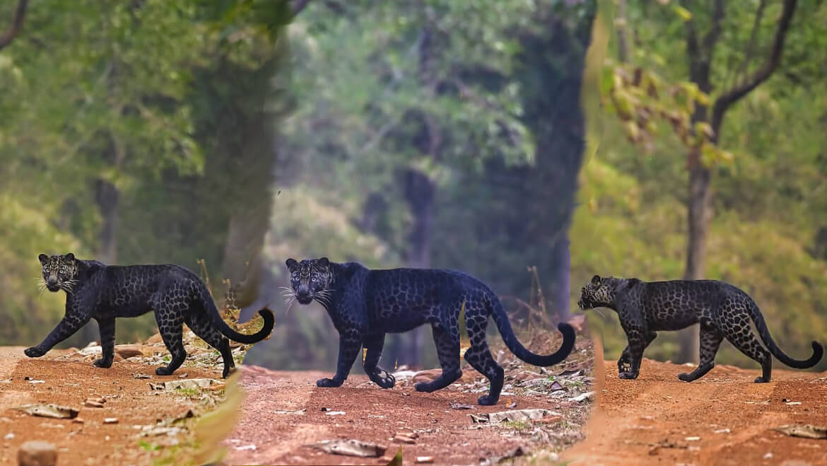 Pic of Rare Black Leopard Takes Social Media by Storm 