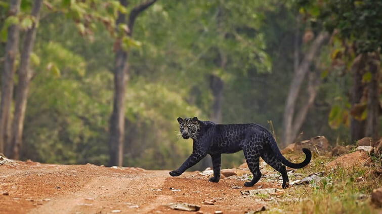 Black Leopard in Tadoba National Park