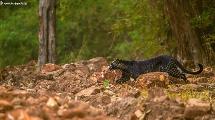 Black Leopard in Tadoba National Park 