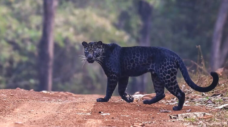 Black Leopard in Tadoba National Park 
