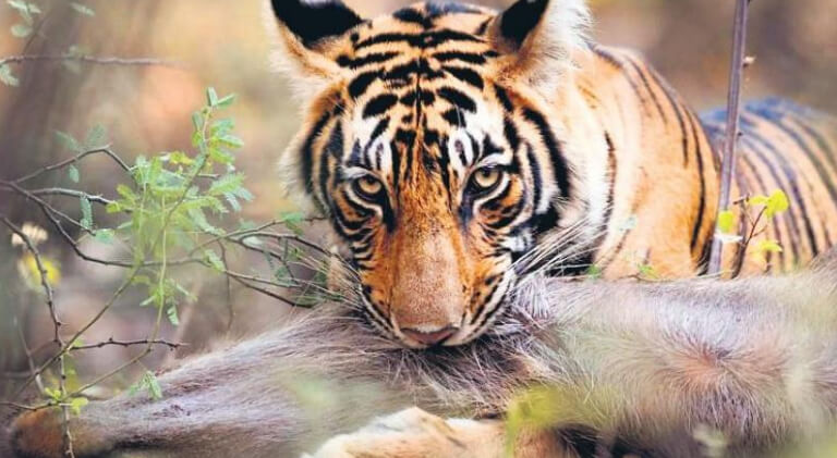 Hamir Tiger Ranthambore
