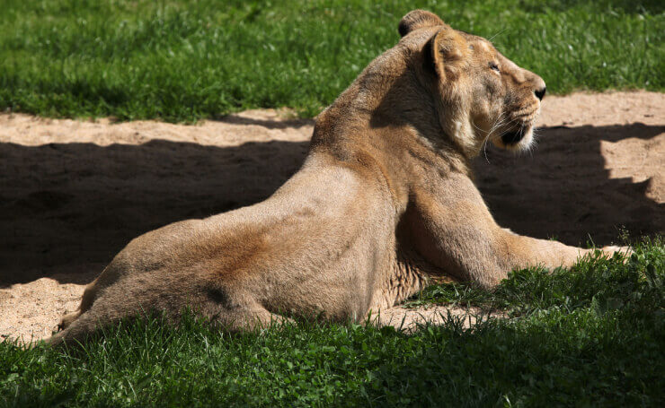 Gir National Park Asiatic lion