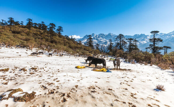 Kanchenjunga Base Camp Trek