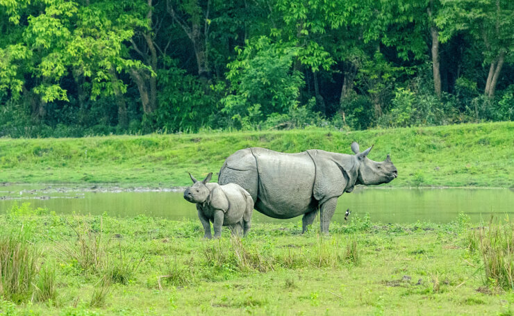 Kaziranga National Park Rhino