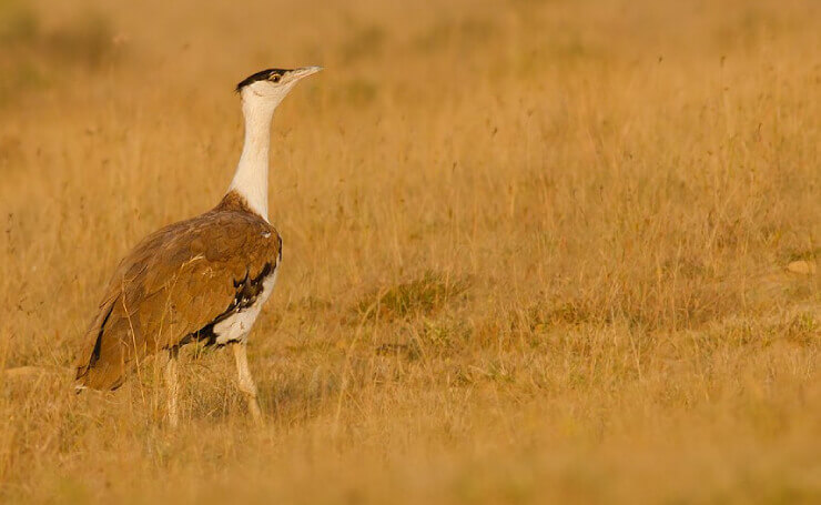 Kutch Great Indian Bustard Sanctuary Gujarat