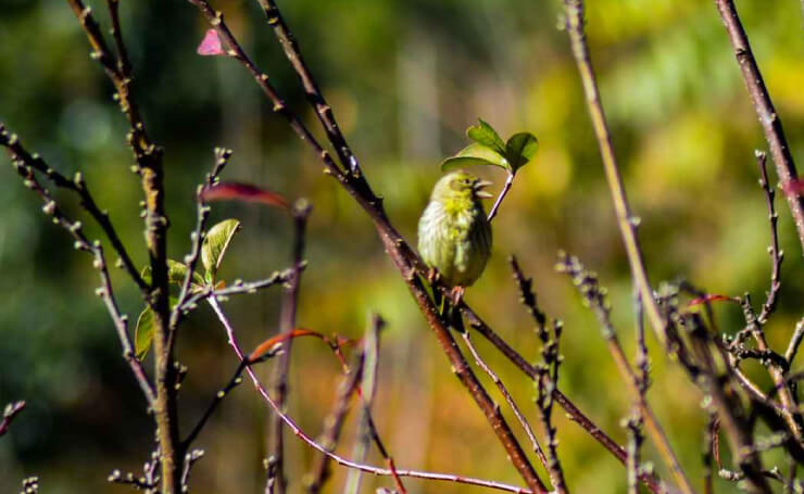 Pangot Bird Watching