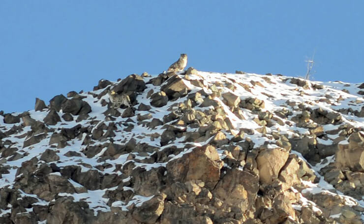 Snow Leopard Trek