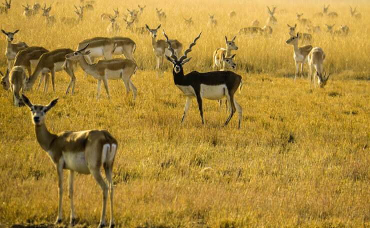 Velavadar Blackbuck National Park Gujarat