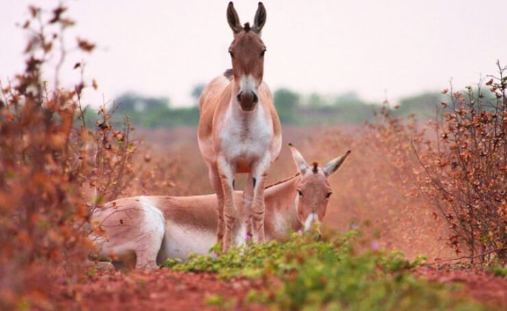 Wild Ass Sanctuary Gujarat