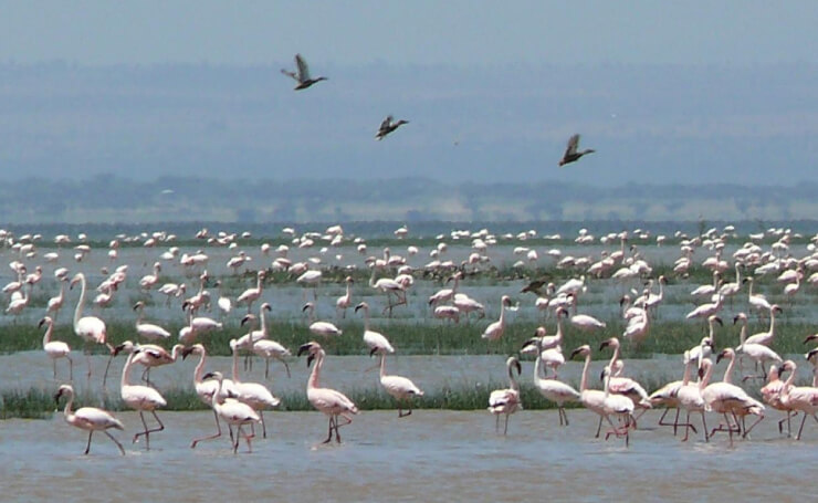 Jawai Bandh Bird Watching