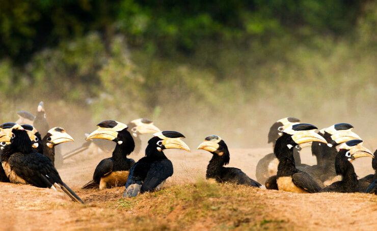 Dandeli Bird Watching