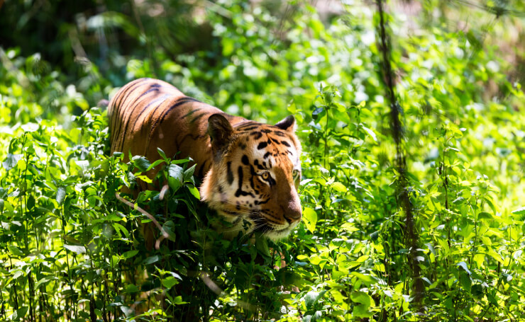 Jim Corbett National Park