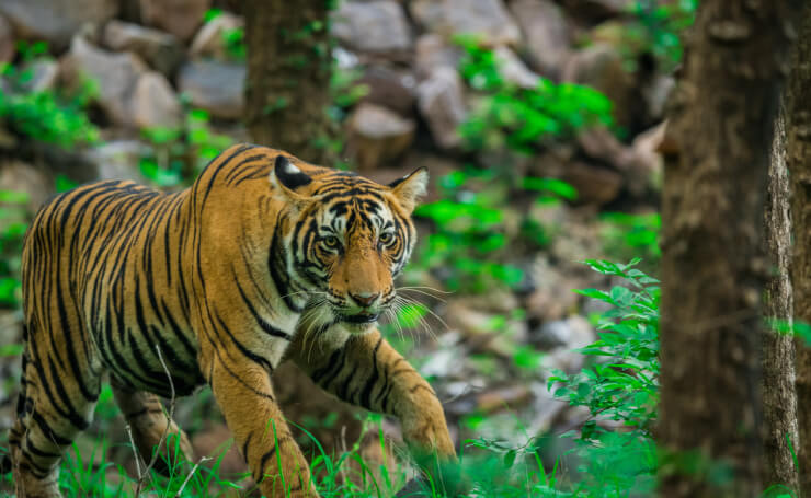 Ranthambore National Park