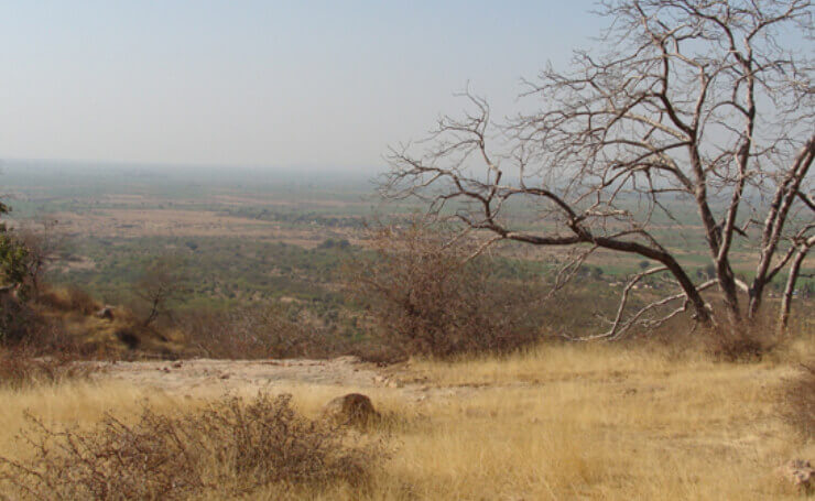 Akaula Region Ranthambore