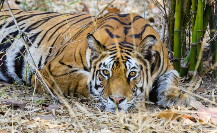 Bandhavgarh National Park