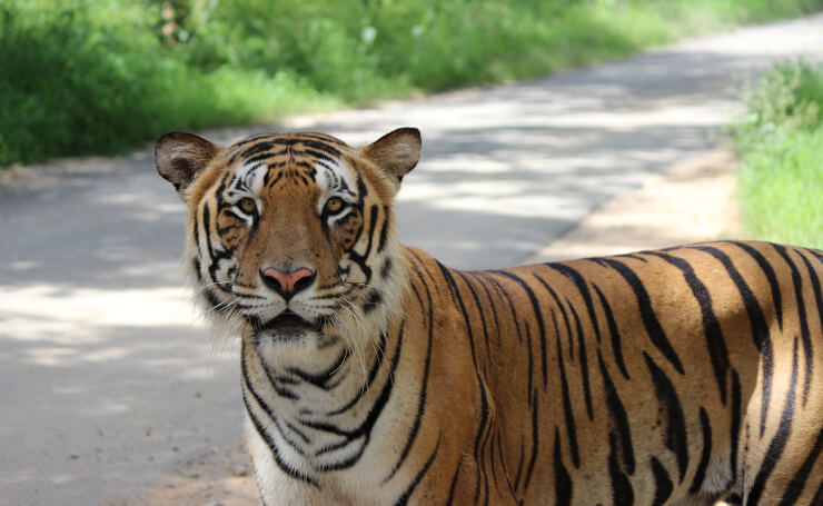 Bandipur National Park Tiger