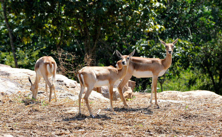 Bannerghatta National Park