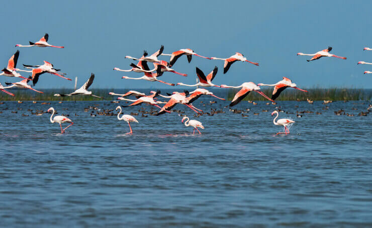 Chilika Wildlife Sanctuary