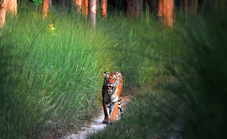 Dudhwa National Park