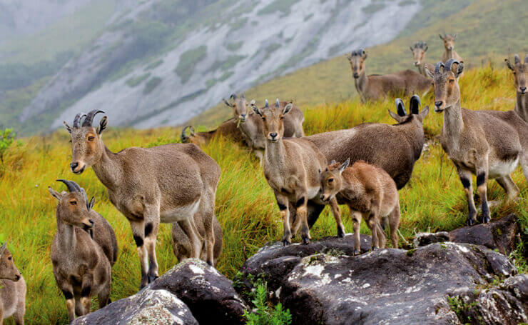 Eravikulam National Park