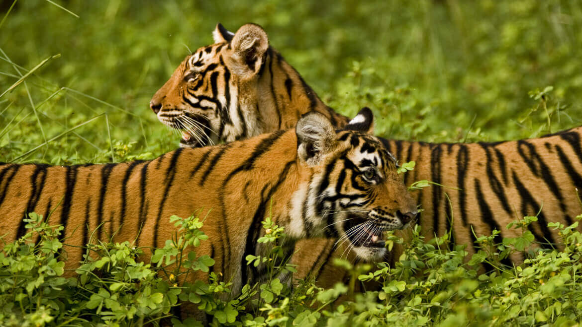 50 Important National Parks, Tiger Reserves and Sanctuaries in India