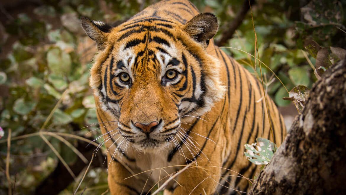 13 Best Places to Visit in Ranthambore National Park | Tour My India
