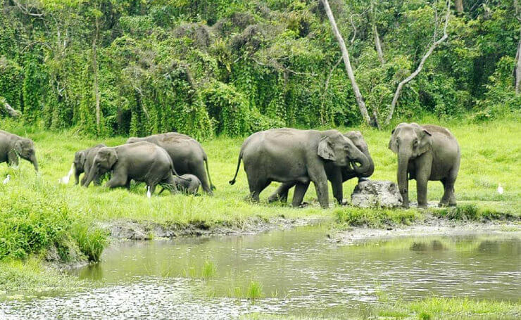 Gorumara National Park