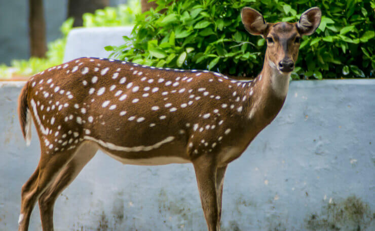 Guindy National Park