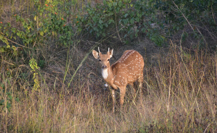 Hazaribagh National Park