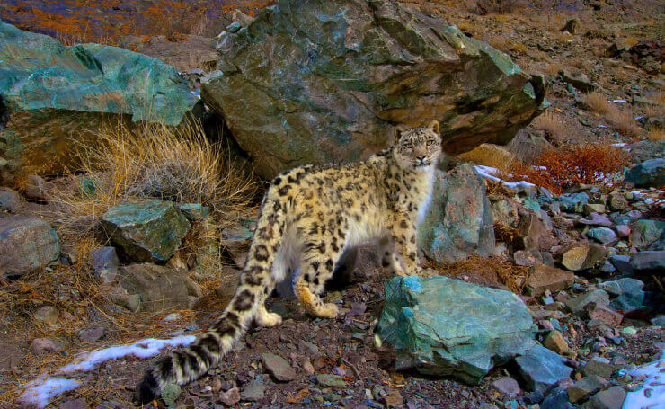 Hemis National Park