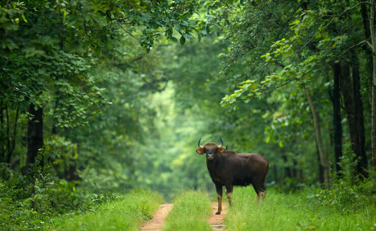 Indravati National Park