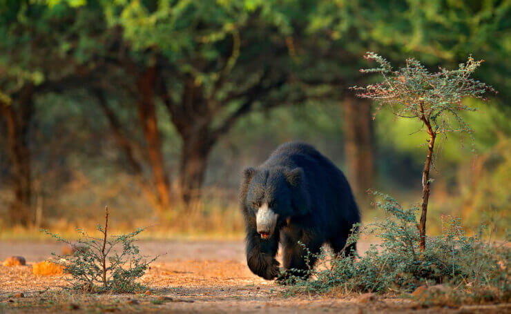 Kachida Valley Wild Sloth bear