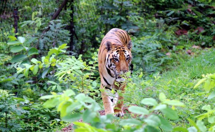 Kanha National Park