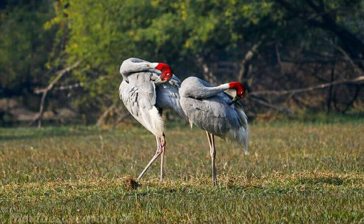 Keoladeo Ghana National Park