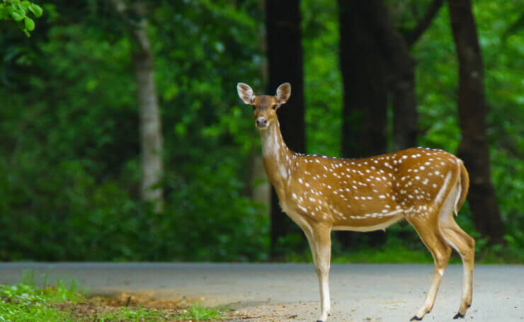 Madhav National Park