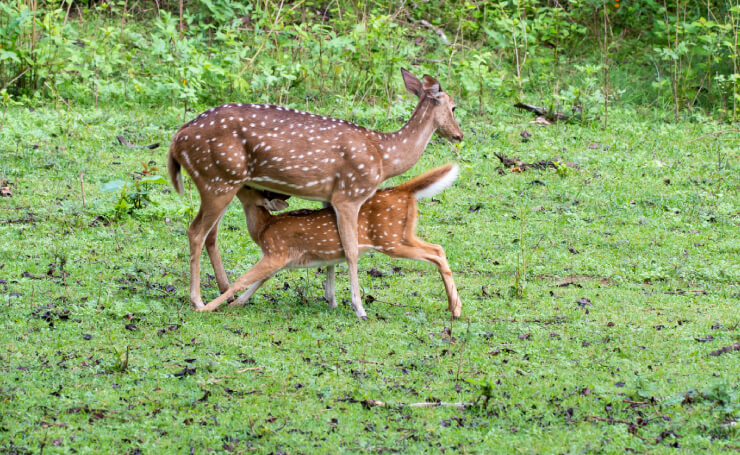 Nagarhole National Park