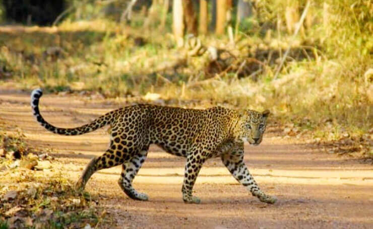 Navegaon National Park